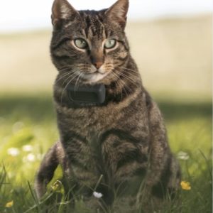 CAT Mini