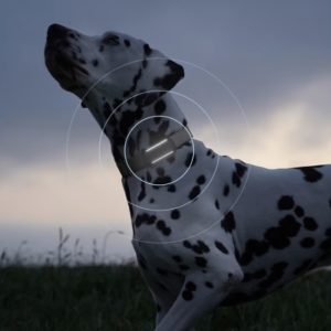 DOG 6